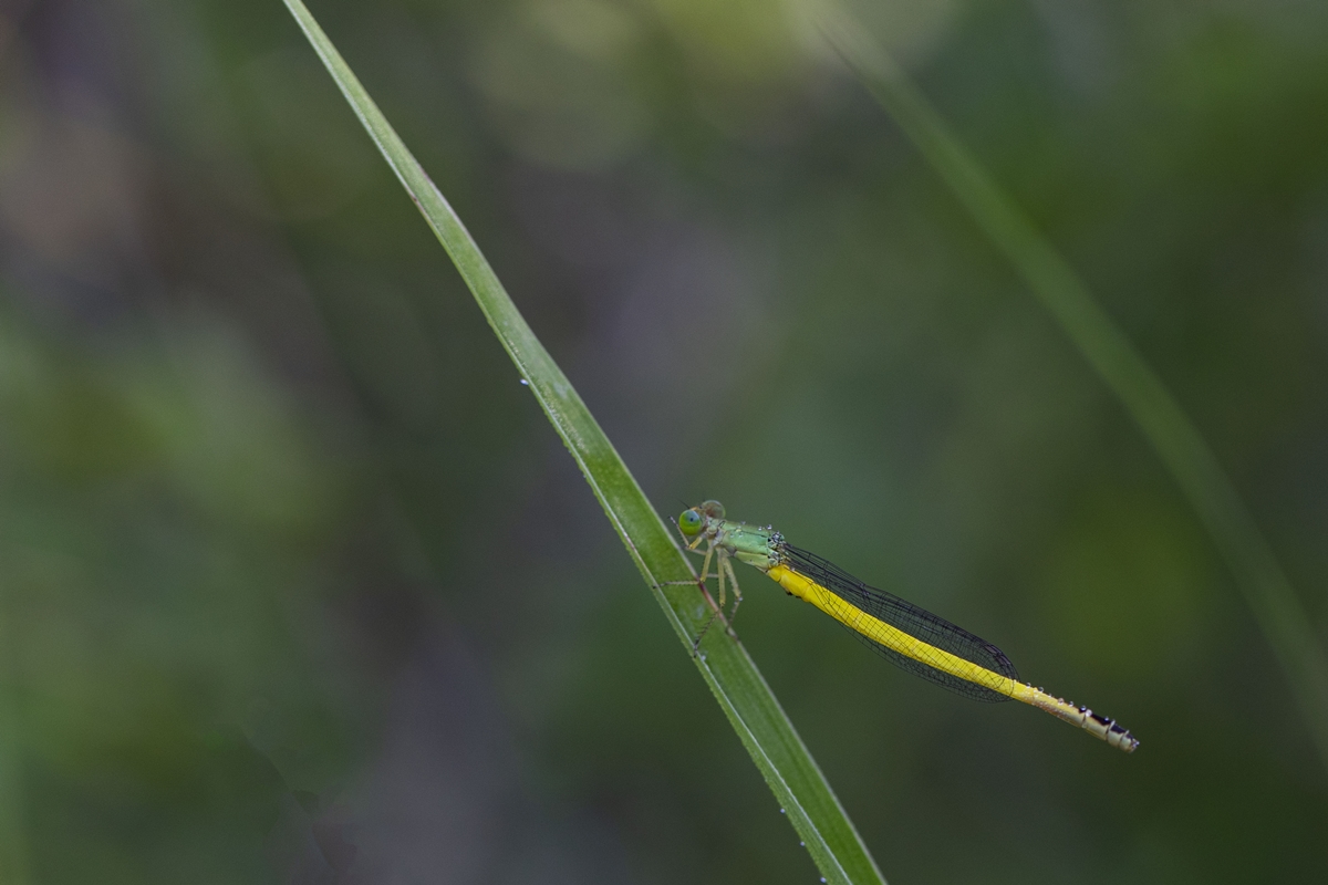 1E6A7183.jpg