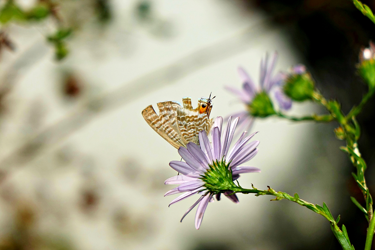 DSC00632물결부전나비.jpg