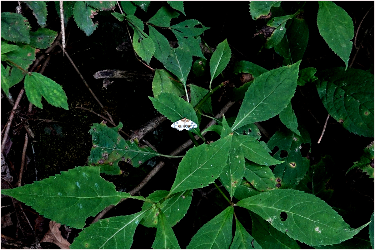 KHS00673.jpg