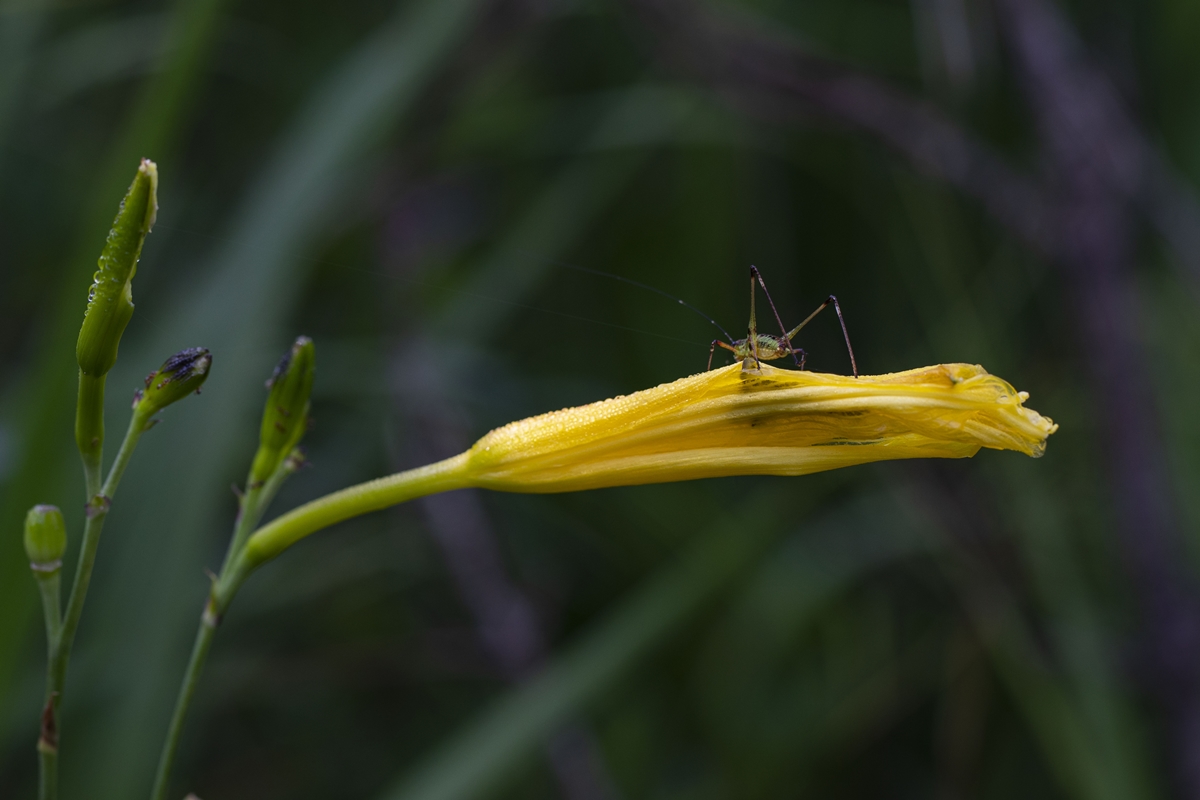 1E6A7097.jpg