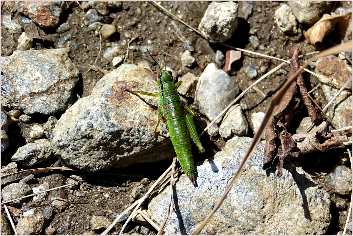 KHS03434팔공산밑들이메뚜기.jpg