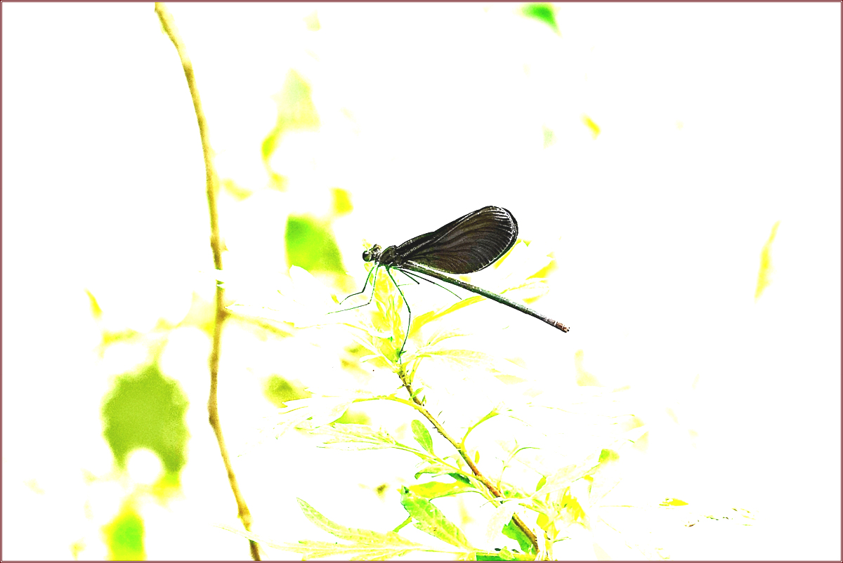 KHS07078물잠자리.jpg
