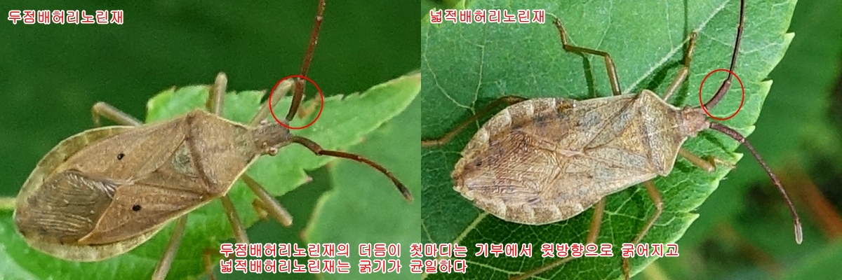 두점배허리노린재-넓적배허리노린재 동정 팁.jpg