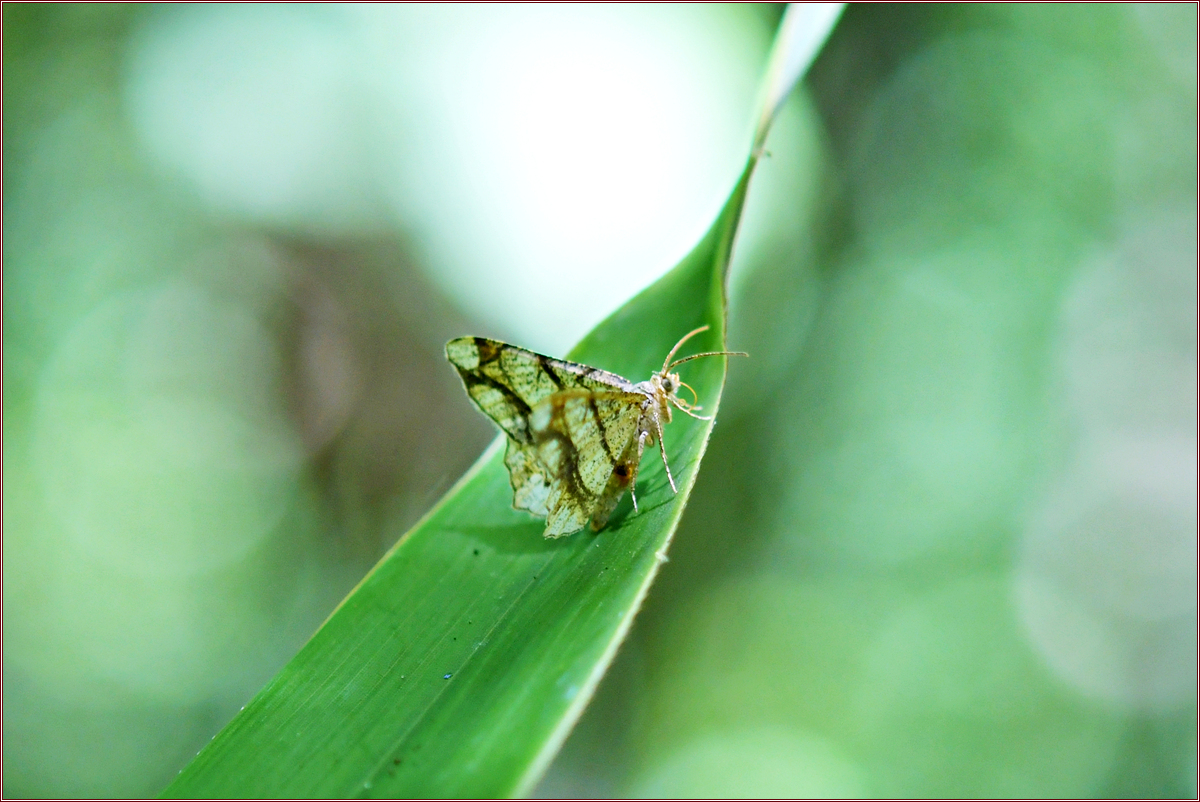 DSC_4392.jpg
