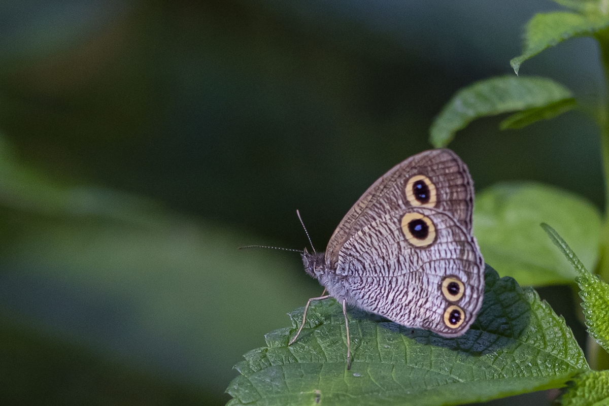 1E6A9905.jpg