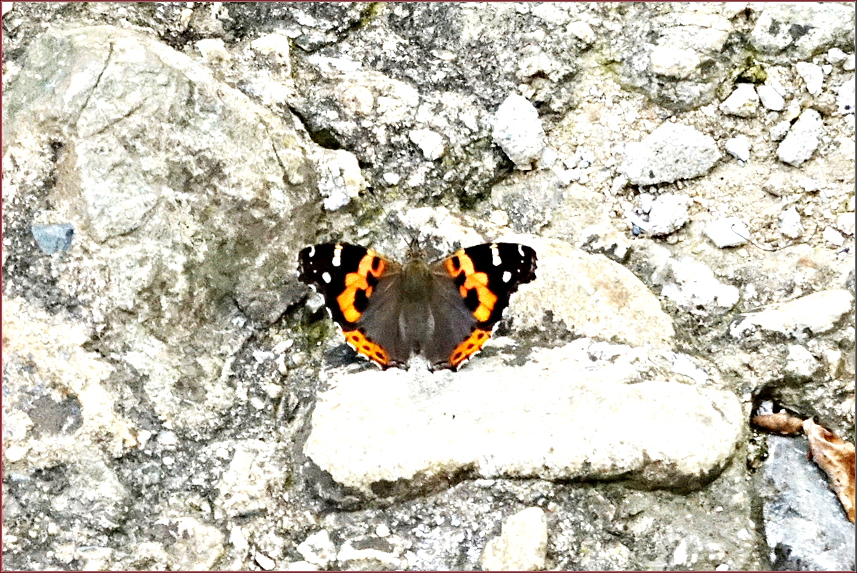 DSC09424큰멋쟁이나비.jpg