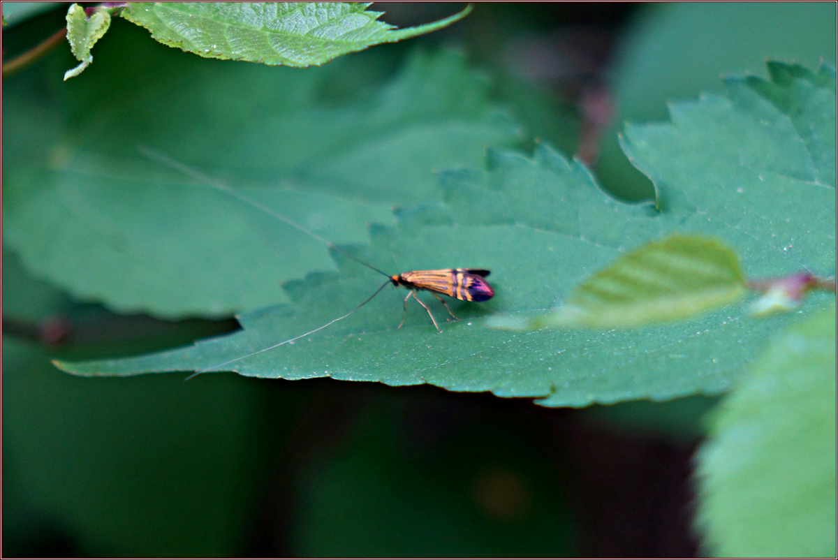 DSC05267큰자루긴수염나방♂.jpg