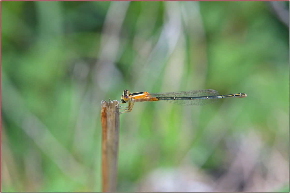 DSC_3157.jpg
