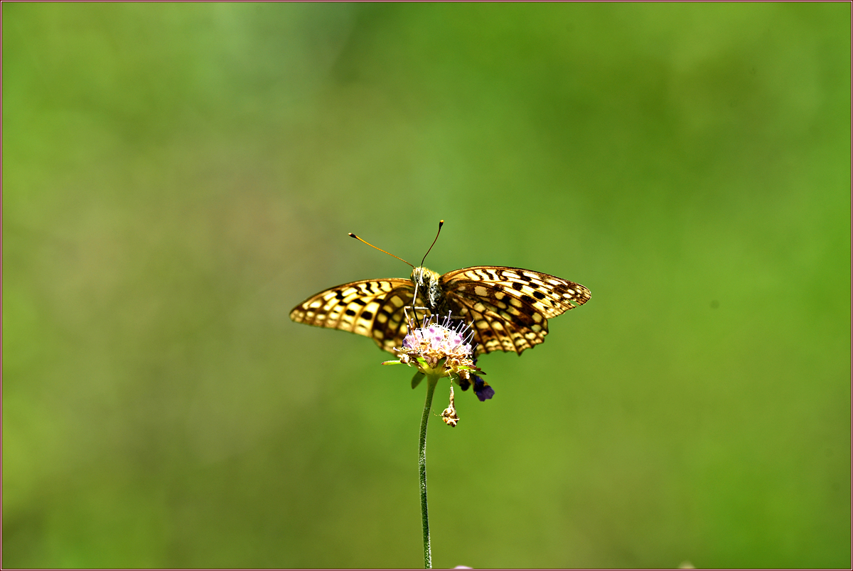 DSC_1895.jpg