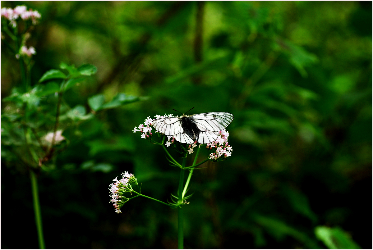 DSC_0919.jpg