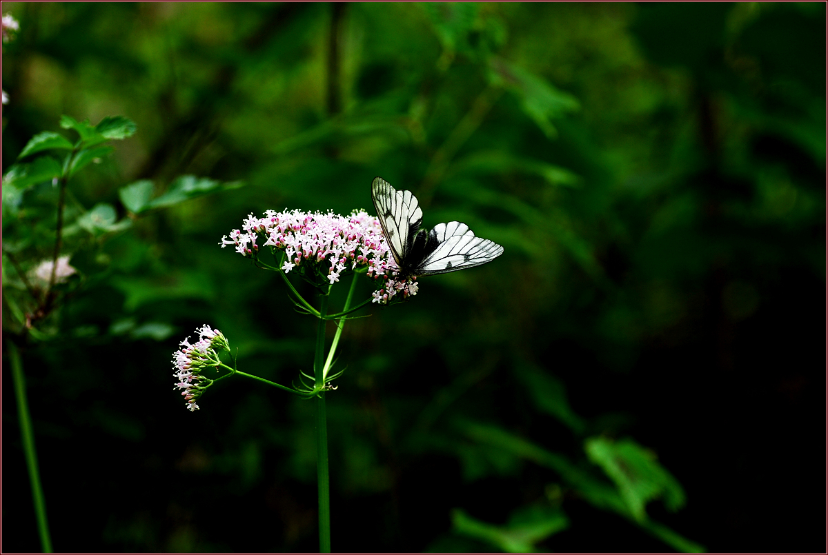 DSC_0914.jpg