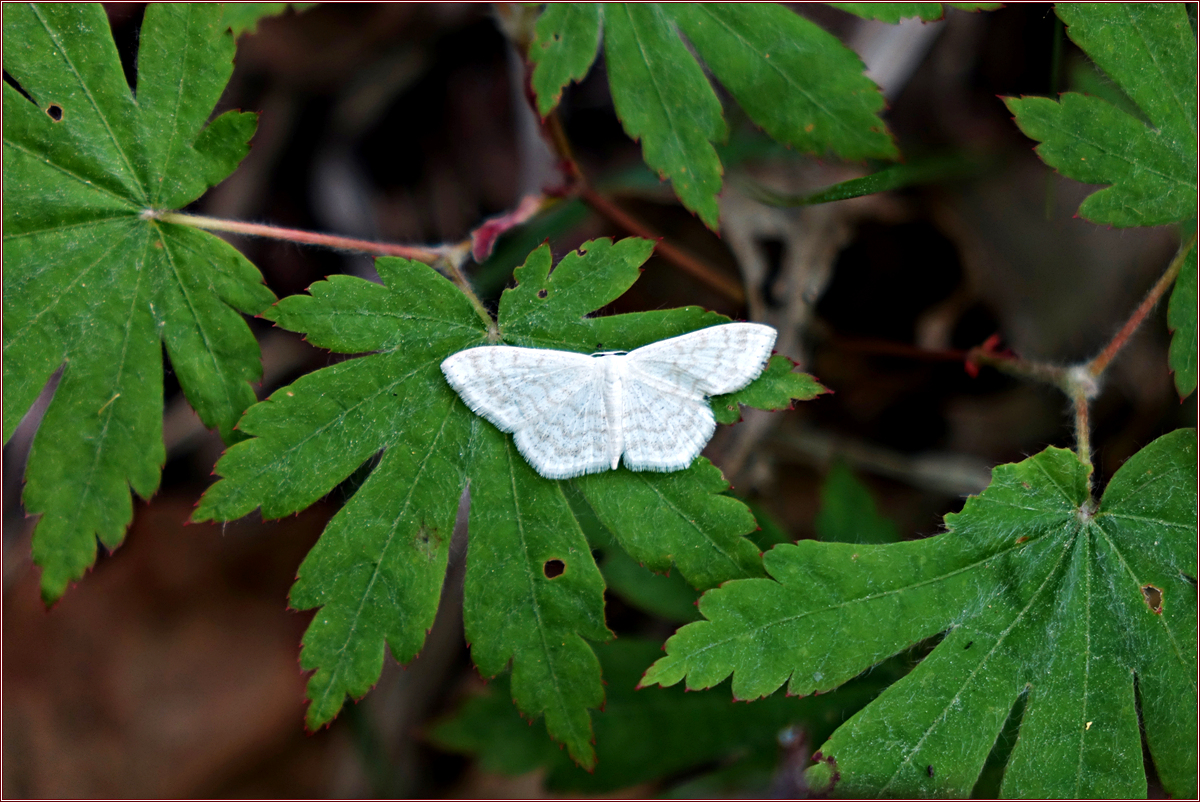 DSC02766줄노랑흰애기자나방.jpg