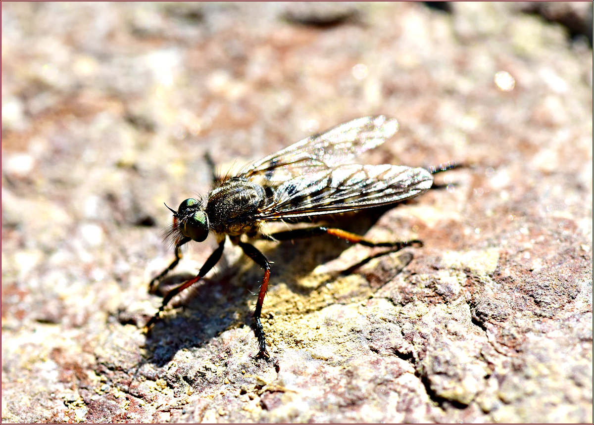 DSC_3071_2.jpg