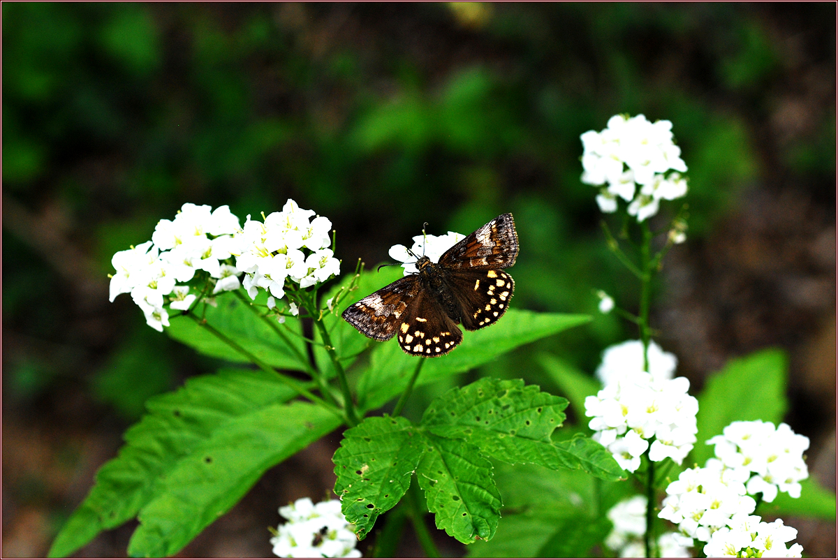 DSC_5669맷팔랑나비.jpg
