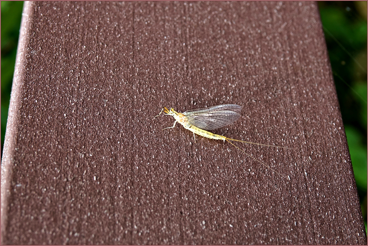 KHS01713동양하루살이.jpg