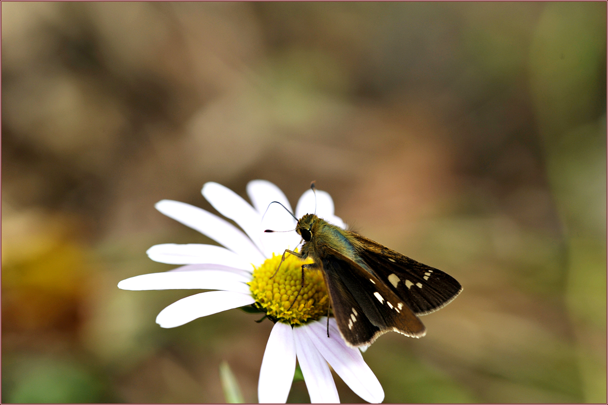 DSC_3547.jpg