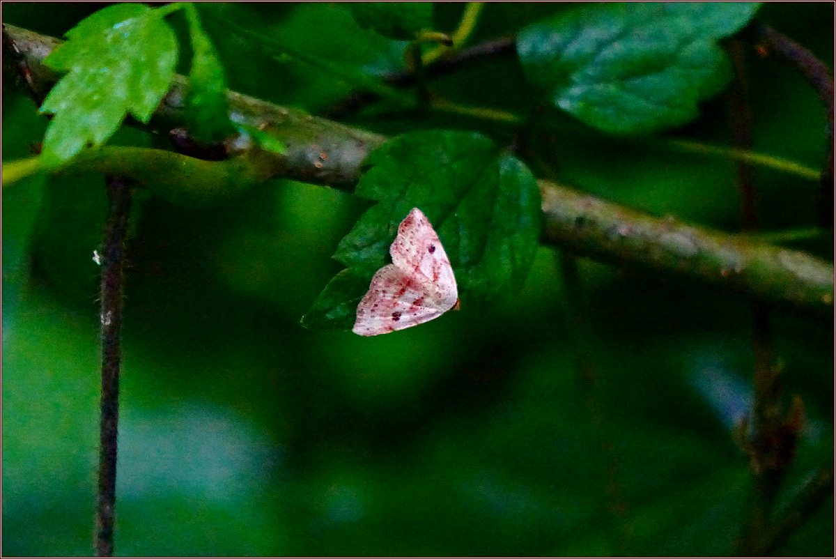 DSC05611점분홍꼬마짤름나방.jpg