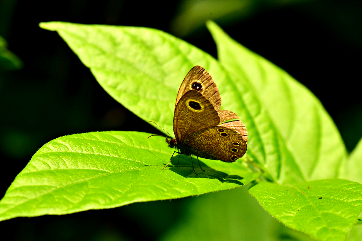 DSC_3849애물결나비.jpg