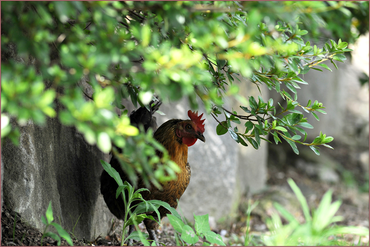 DSC_7726.jpg