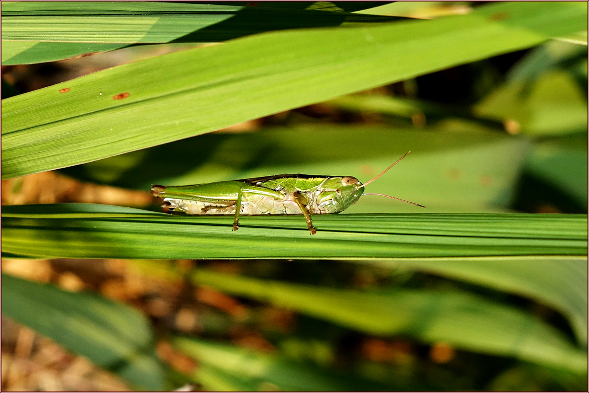 DSC09489우리벼메뚜기.jpg