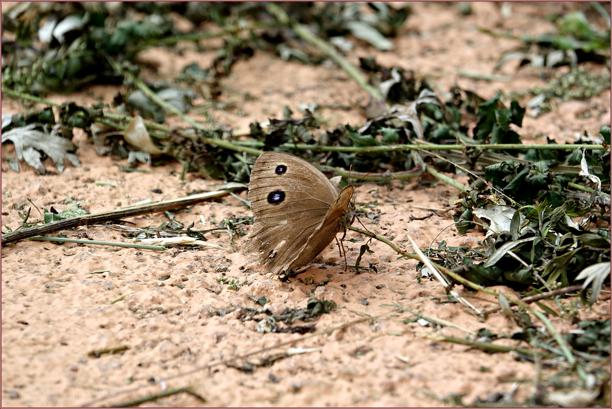 KHS02466.jpg