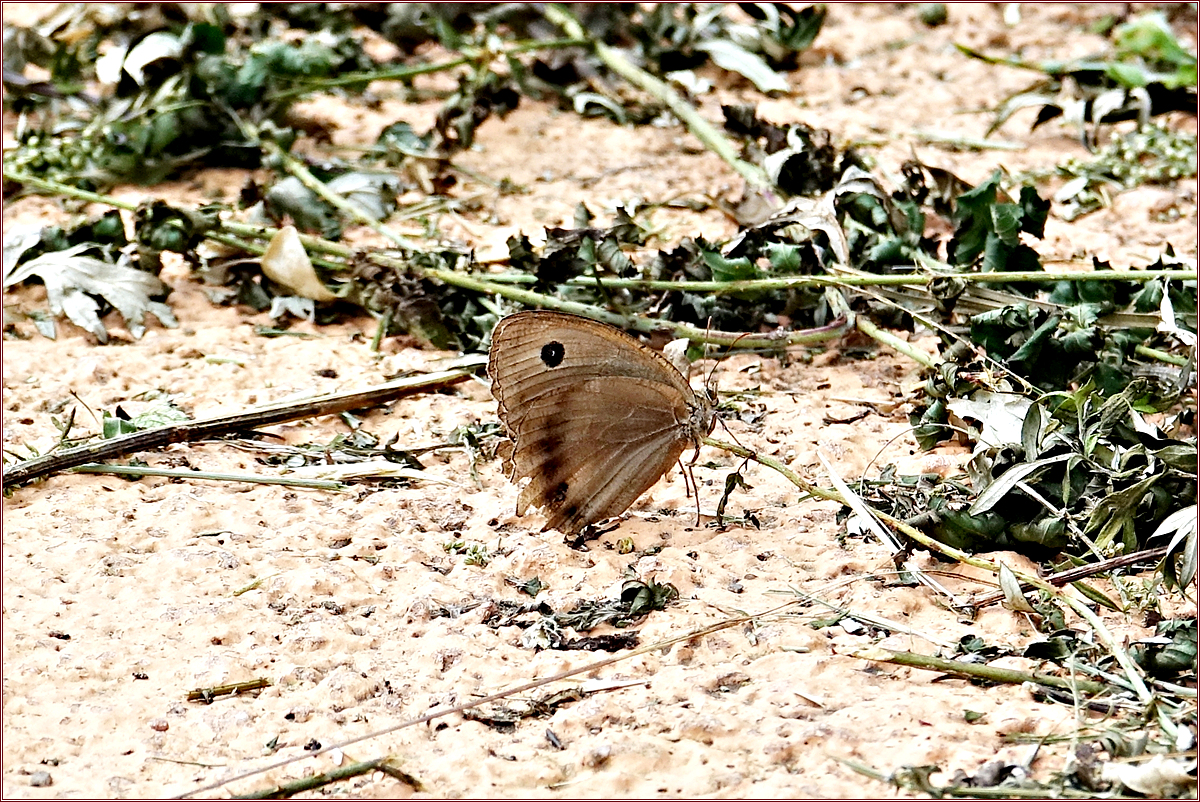KHS02464굴뚝나비.jpg