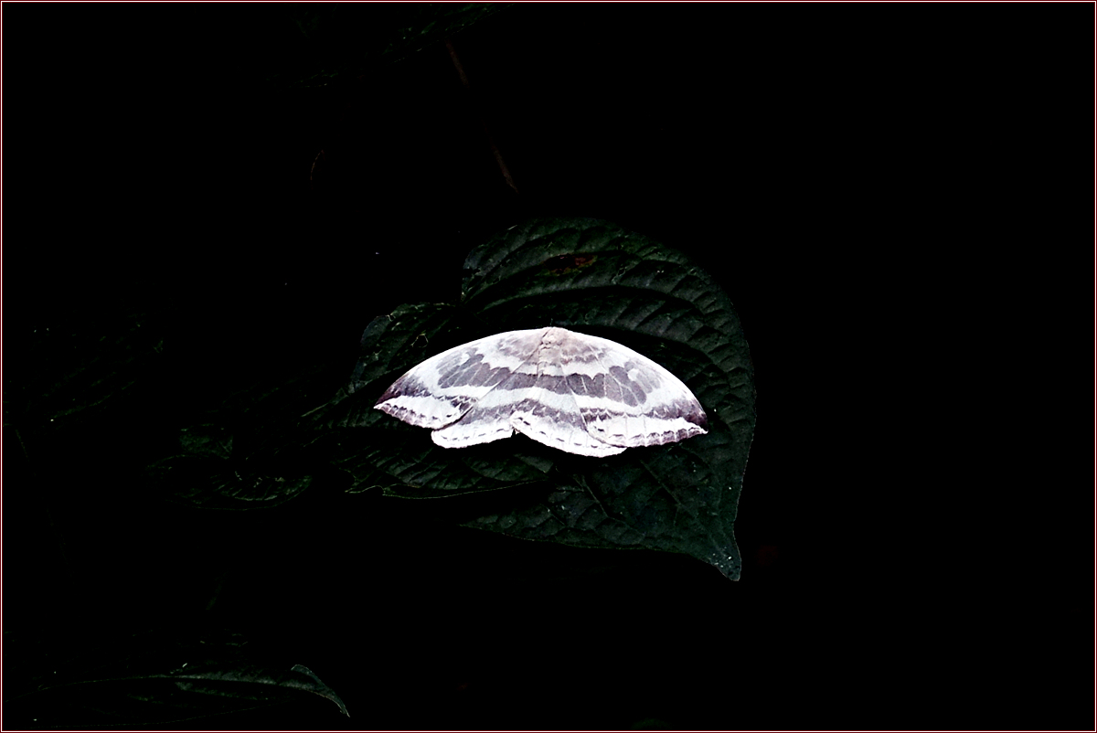 DSC02914왕갈고리나방.jpg
