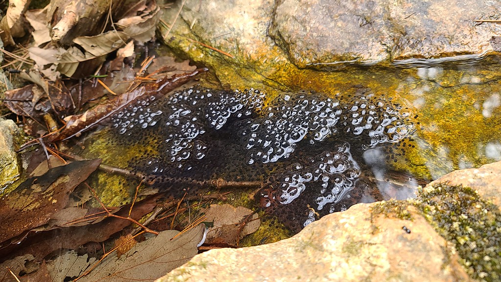 북방산개구리알20220311_115217.jpg