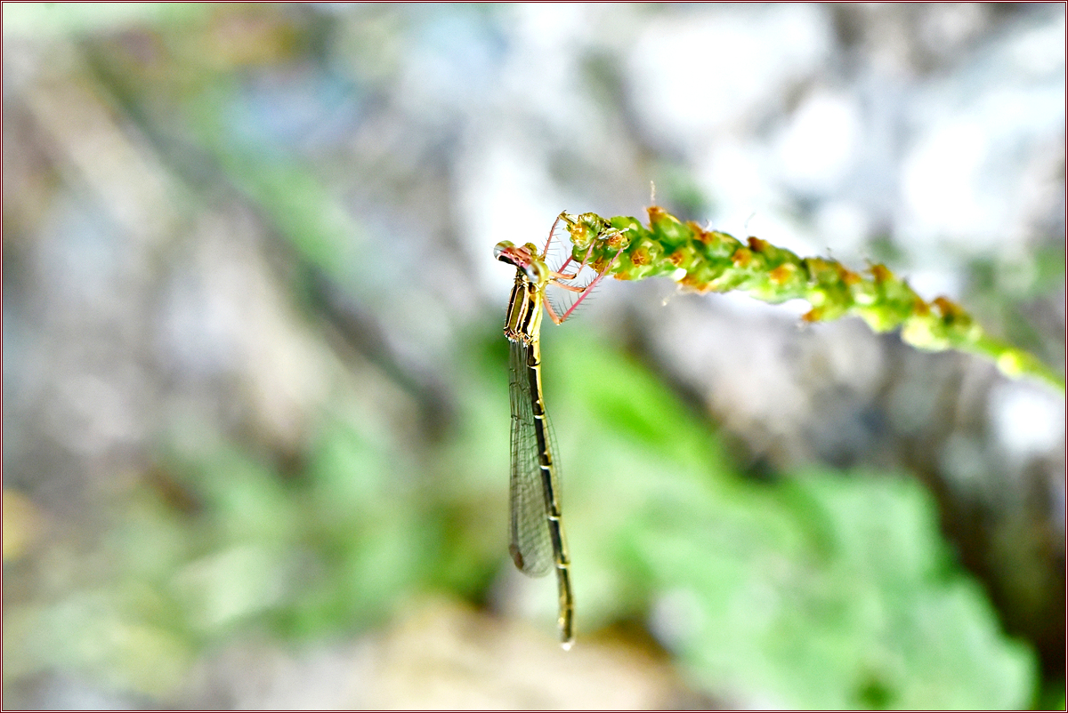 DSC_3549방울실잠자리 암컷.jpg