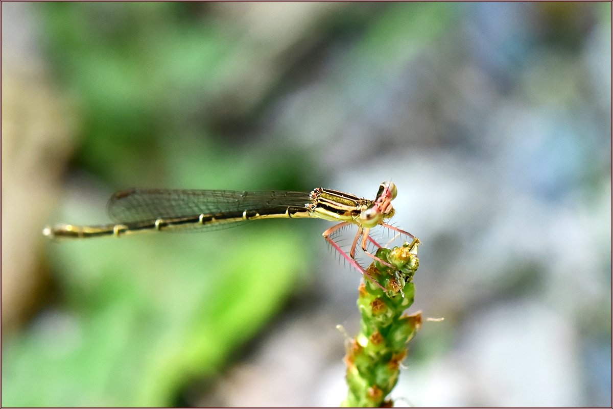 DSC_3548.jpg