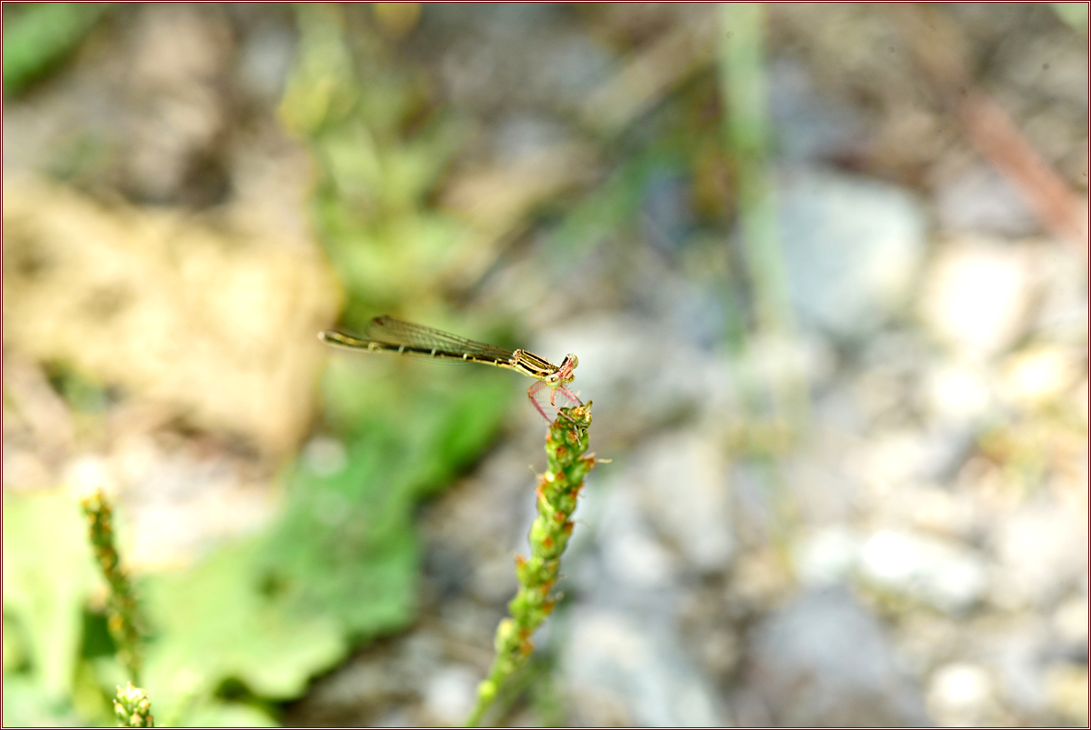 DSC_3550.jpg