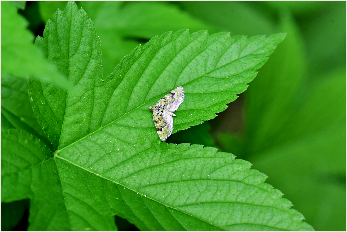 DSC_3283먹줄초록물결자나방.jpg