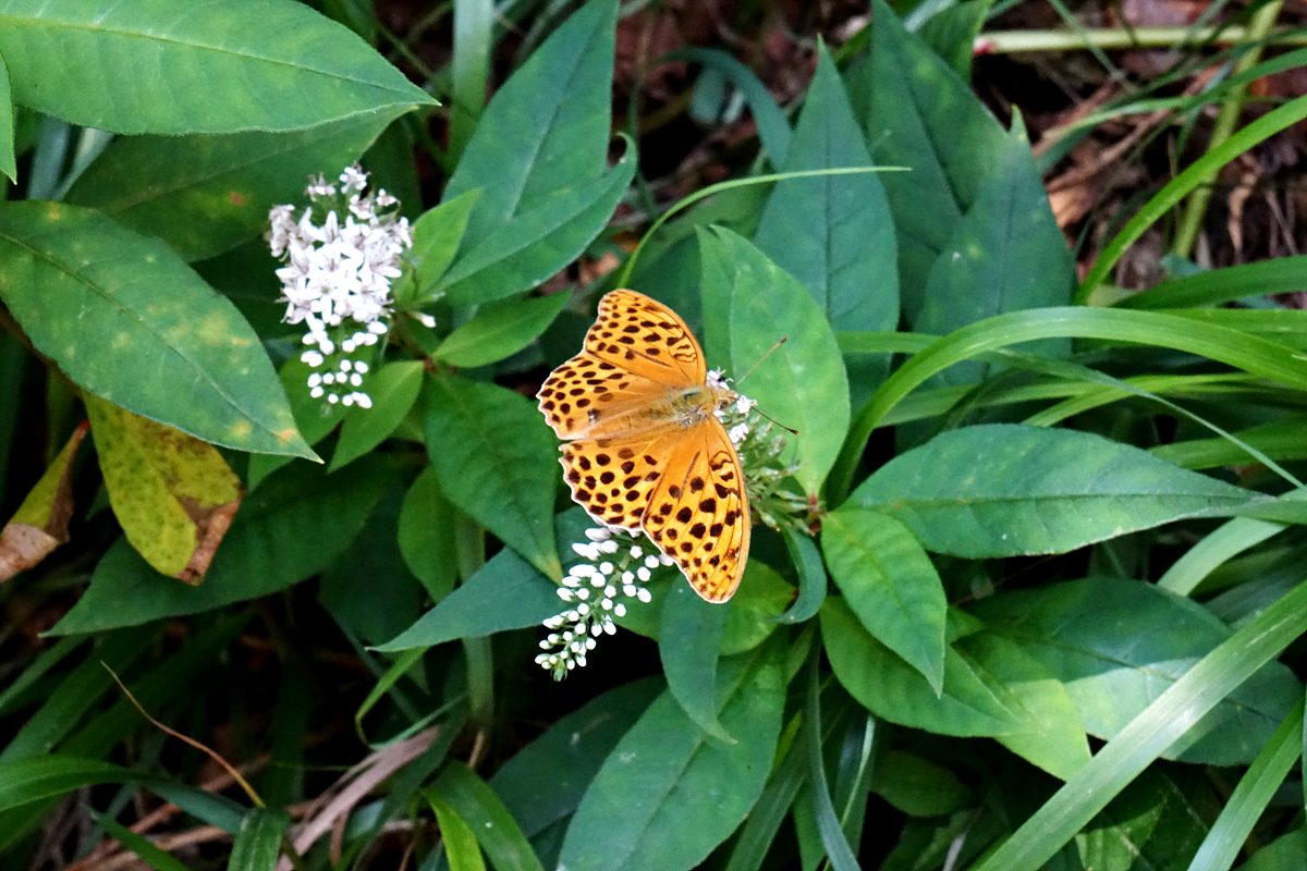 DSC04518구름표범나비.jpg