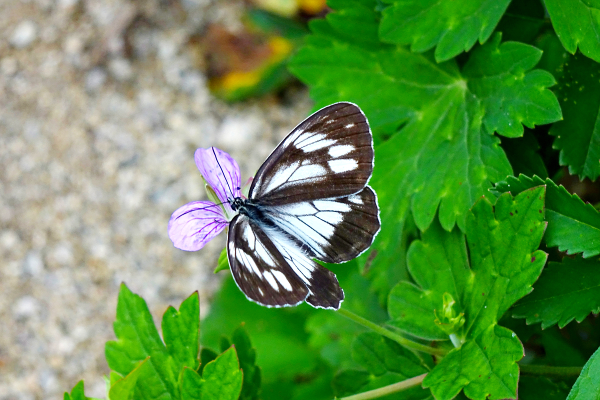 DSC04586조흰뱀눈나비.jpg