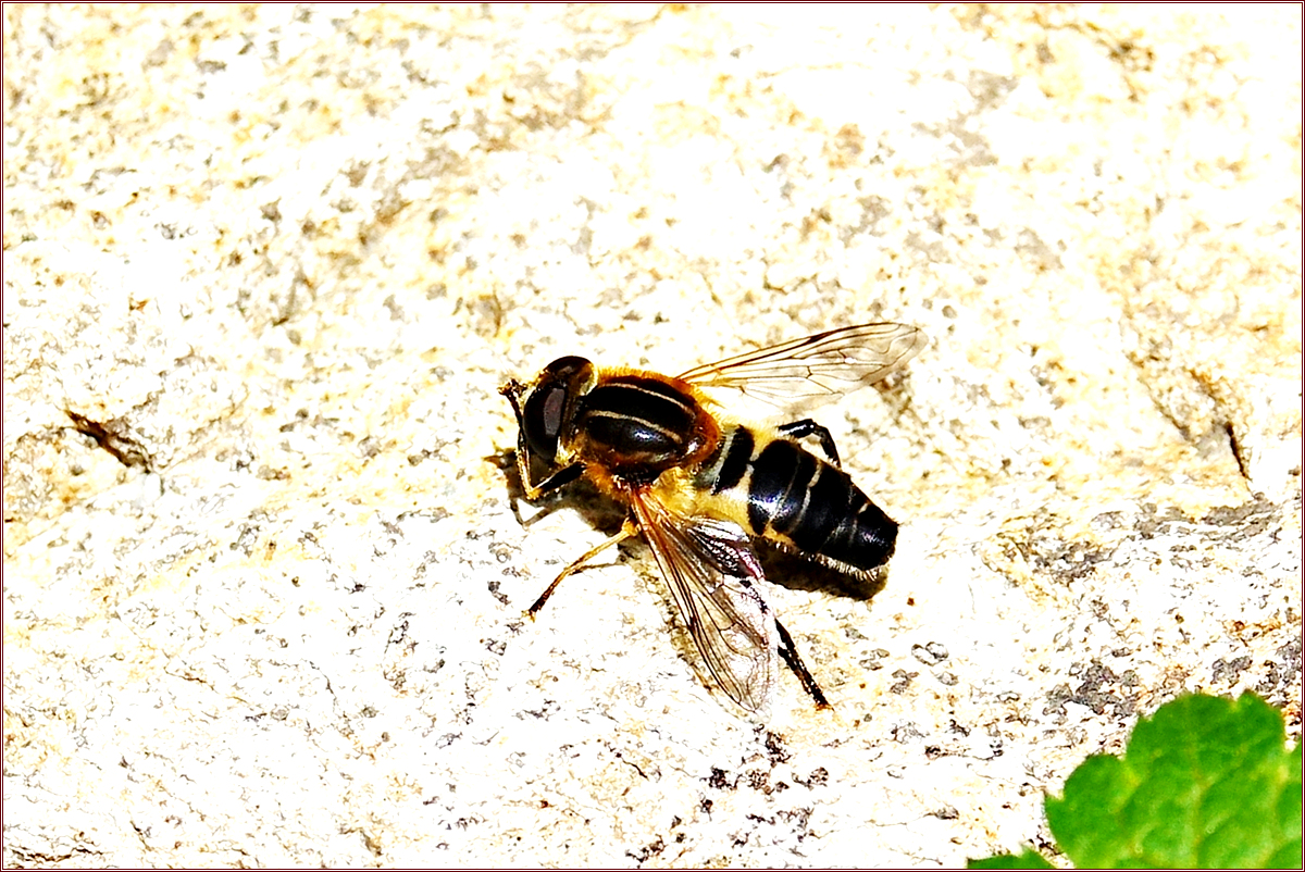 KHS09981수중다리꽃등에 수컷.jpg