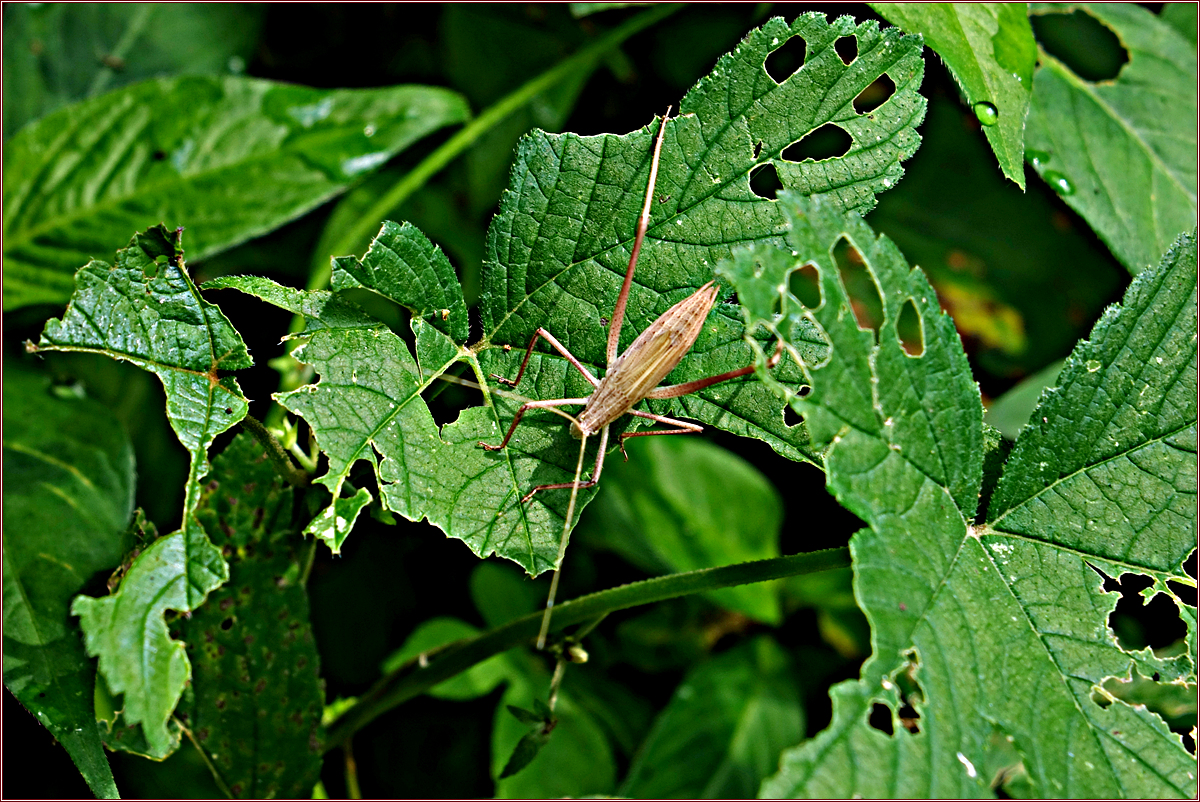 DSC05840큰실베짱이(약충).jpg