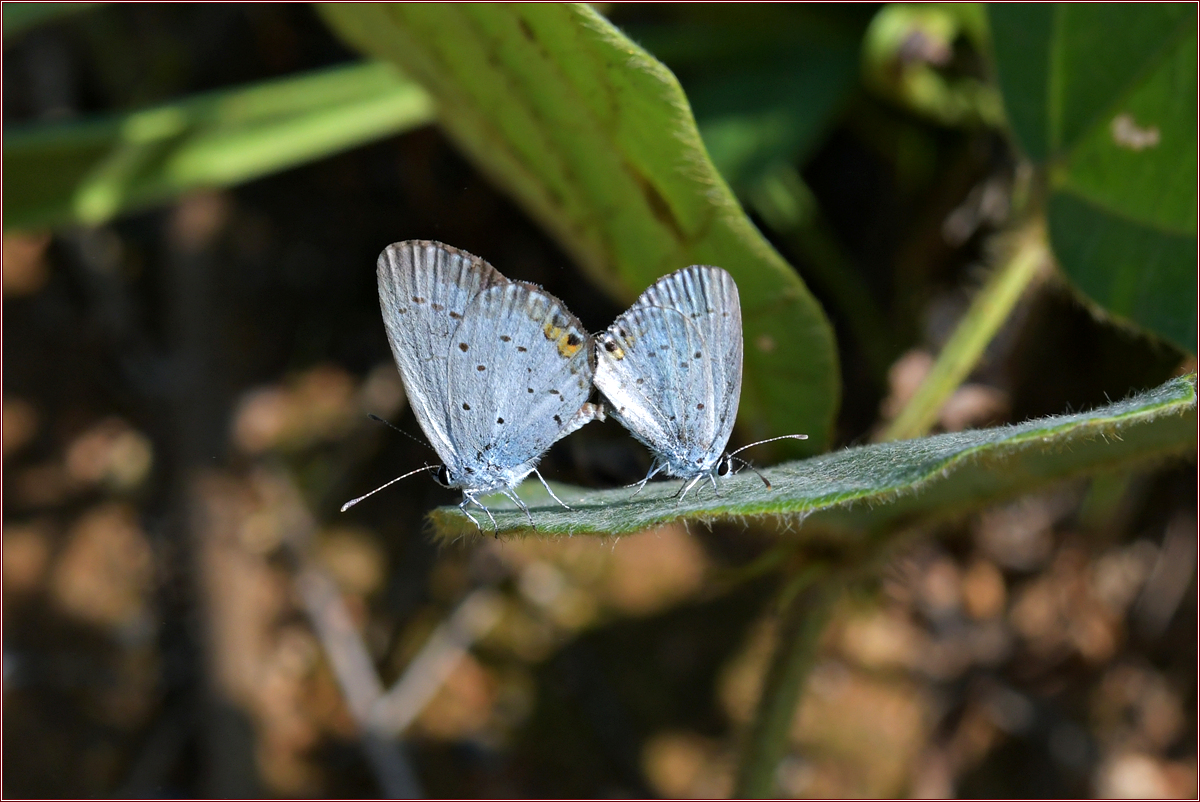 DSC_6868.jpg