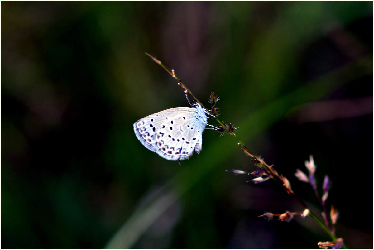 DSC_7018.jpg
