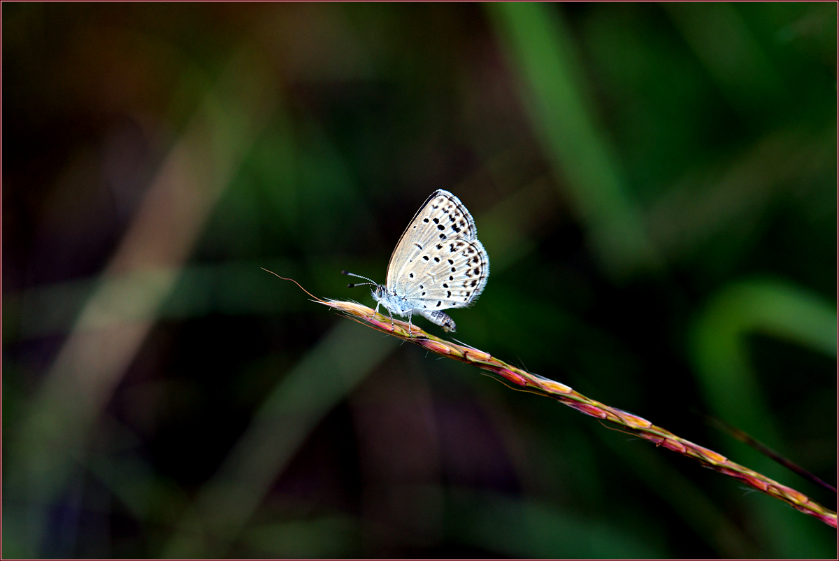 DSC_7019.jpg