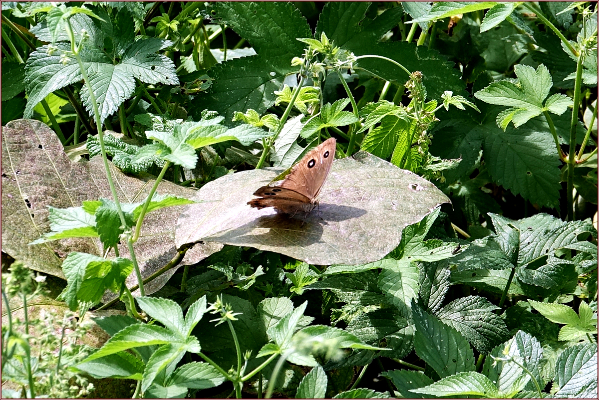 KHS03372굴뚝나비.jpg