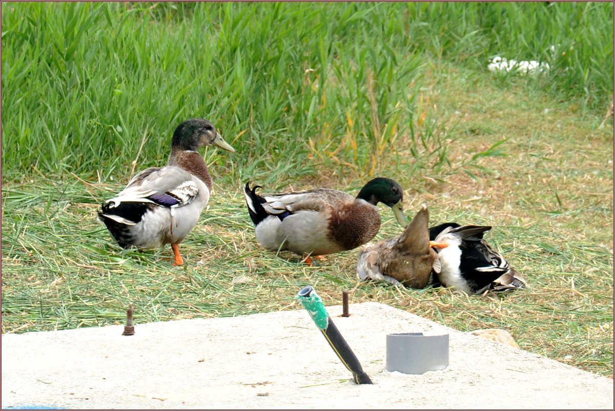 DSC_7676.jpg