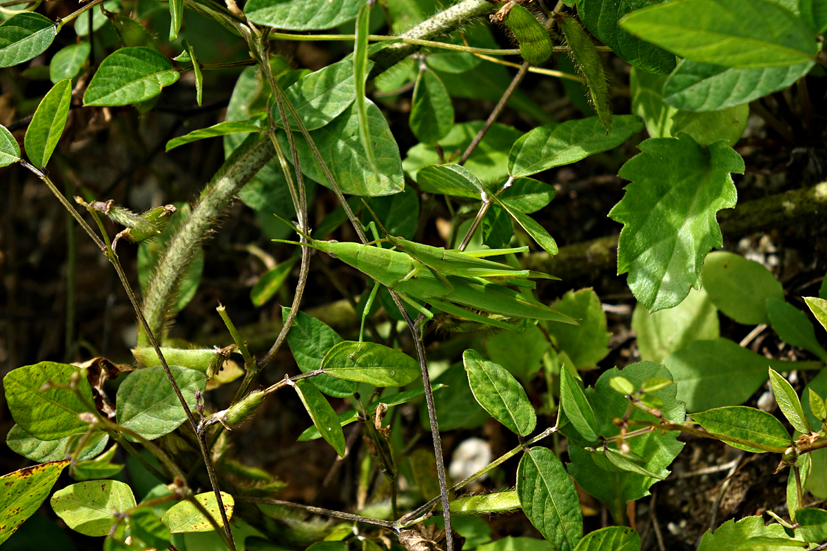 DSC07856섬서구메뚜기.jpg
