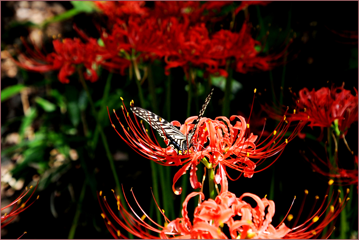 DSC_8081.jpg
