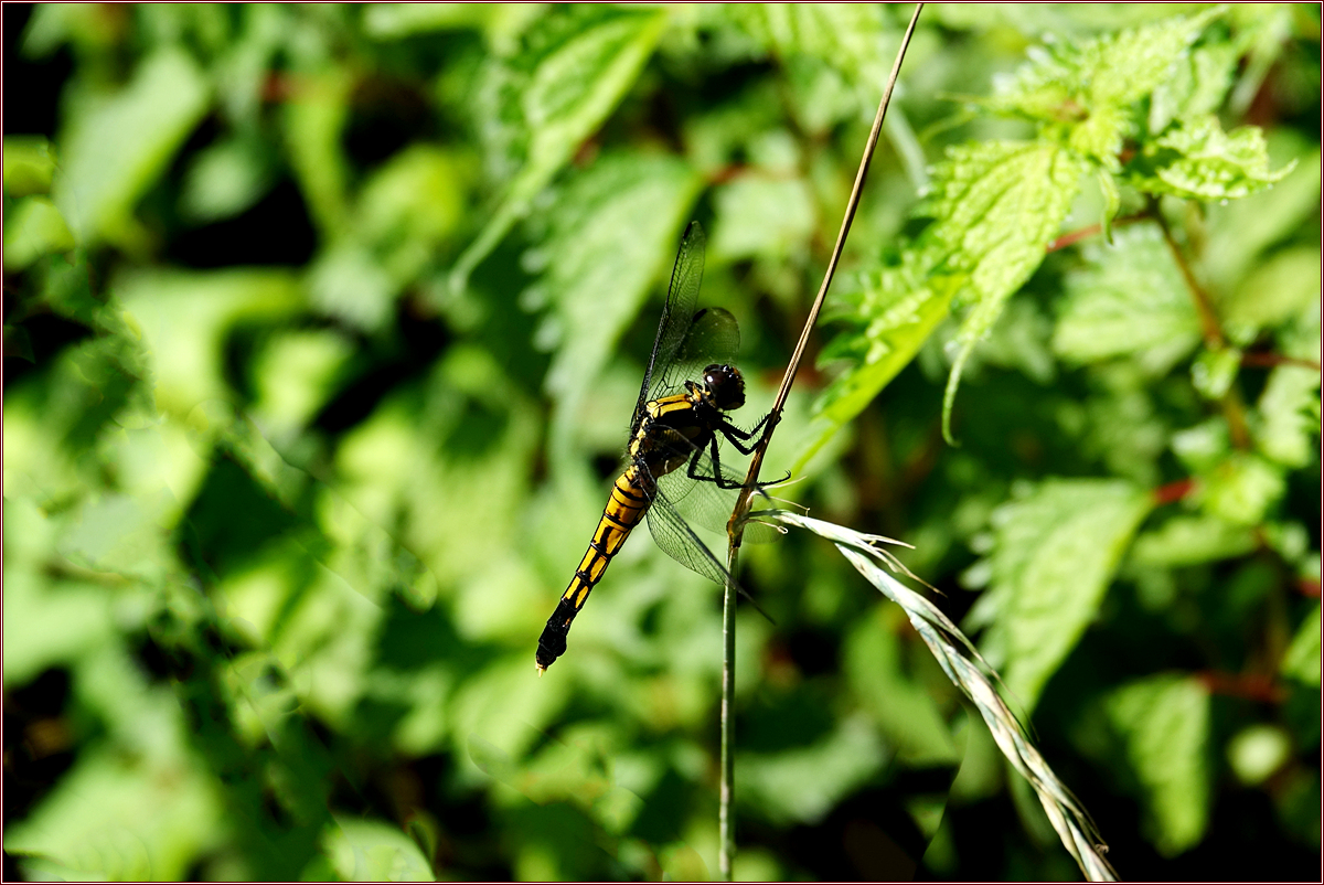 KHS02464홀쭉밀잠자리_암컷.jpg