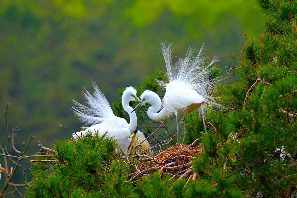 DSC_9820_2중대백로.jpg