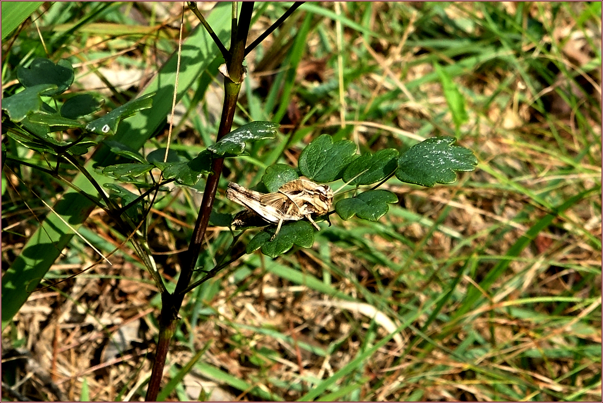KHS04638.jpg