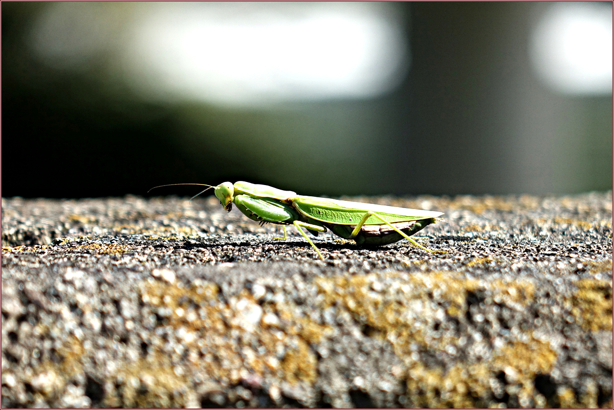 DSC00248넓적배사마귀.jpg