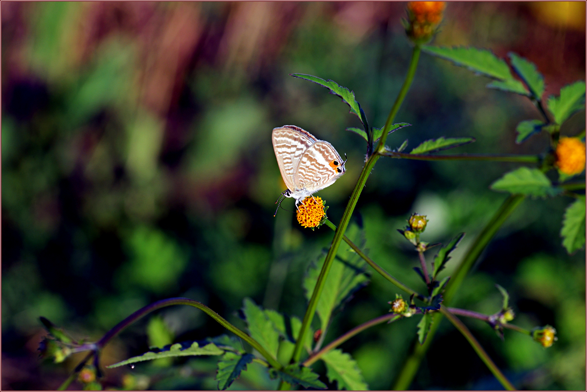 DSC_7114.jpg