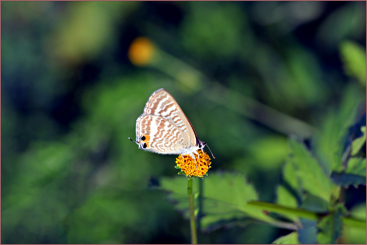 DSC_7110.jpg