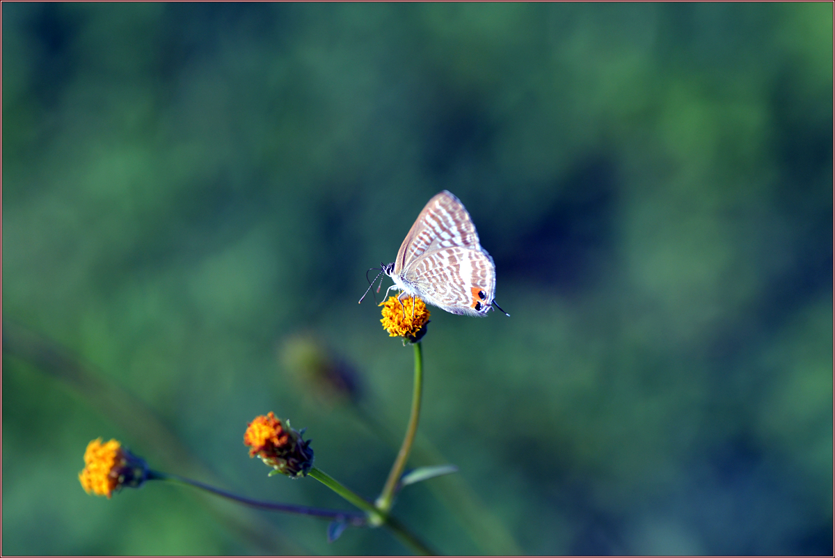 DSC_7106.jpg